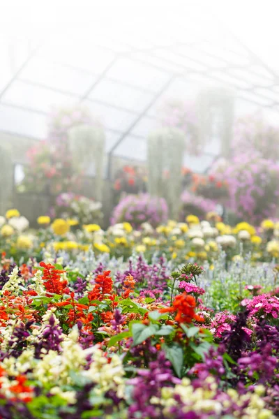 Yazın arkaplan Renkli Çiçek tarlası