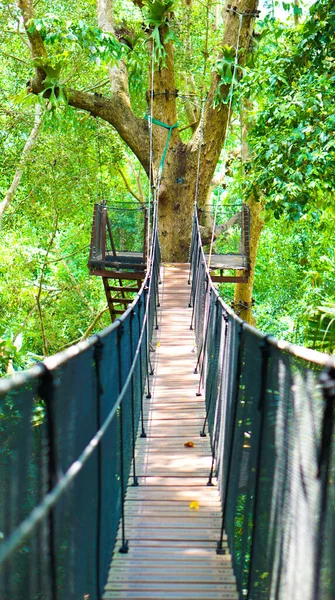 Ağaçtan ormana giden köprü yolu.