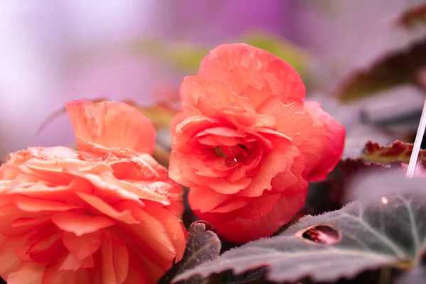 Parlak Pembe, Sarı ve Turuncu Gül