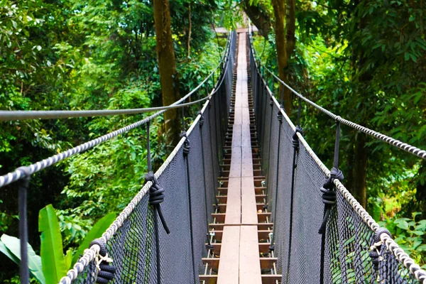 Ağaçtan ormana giden köprü yolu.