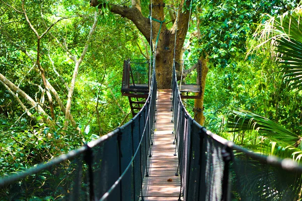 Ağaçtan ormana giden köprü yolu.