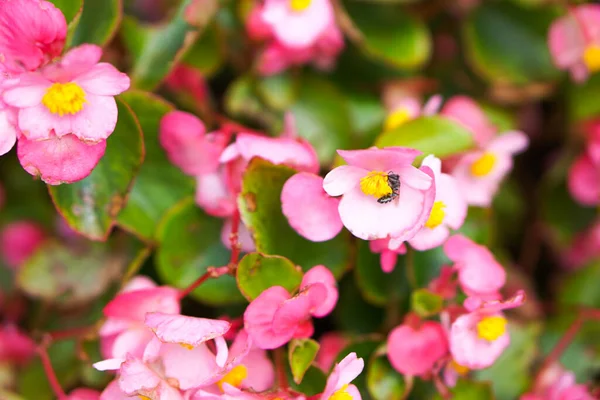 Pembe çiçeklerin sarı çiçekleri ve arıları vardır.