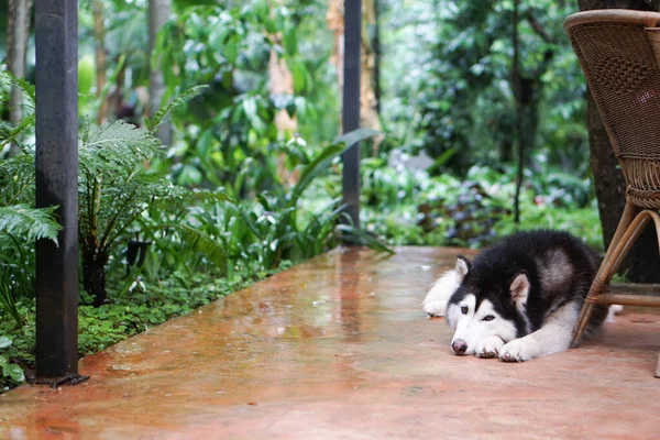 Uyuyan köpek arka bahçedeki sandalyenin yanında sahibini bekliyor..