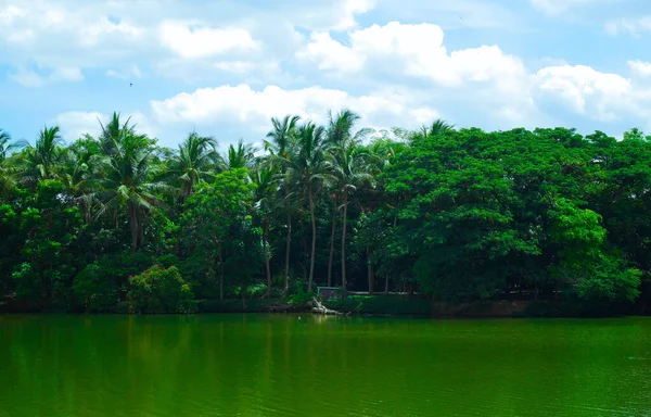 Riverside Parkı 'nda bir sürü ağaç, su yeşil ve gökyüzü parlak