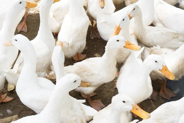 büyük bir grup beyaz ördek.