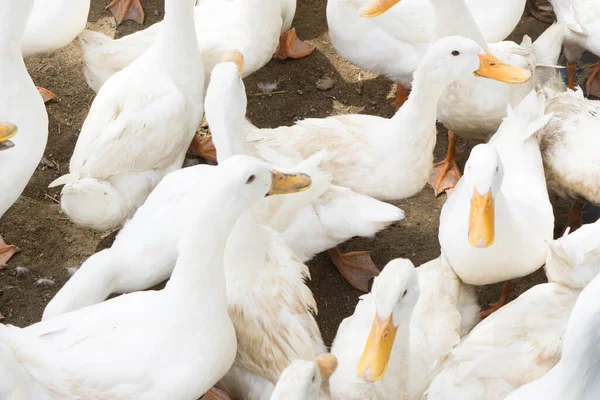 büyük bir grup beyaz ördek.