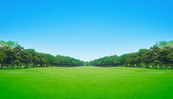yeşil alan ve gökyüzü perspektifi ağaç arkaplanı
