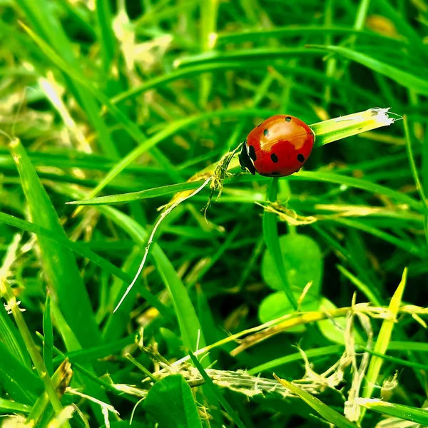Yeşil çimlerde kırmızı Beatles