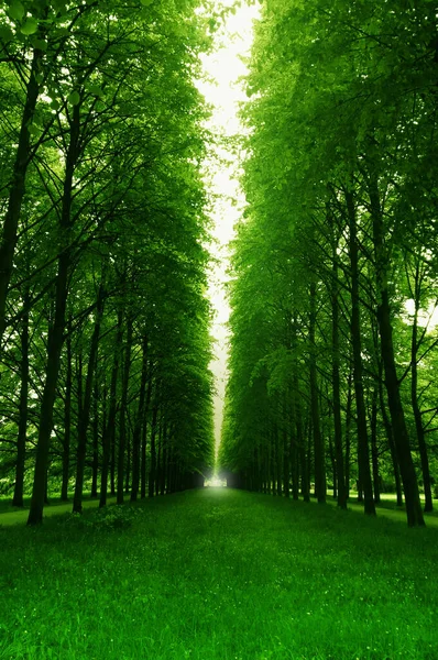 İki tarafta da ağaçların olduğu park yeri.