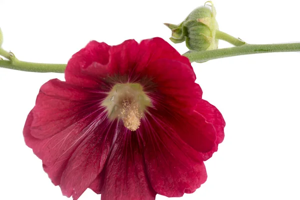 Röda Blommor Isolerad Vit Bakgrund — Stockfoto