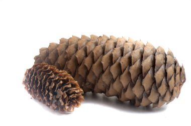 Beyaz izole bir arkaplanda ladin konisi,