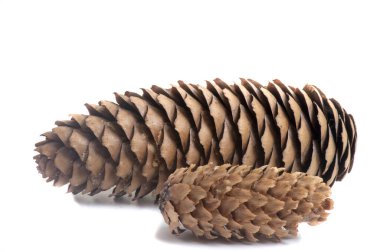 Beyaz izole bir arkaplanda ladin konisi,