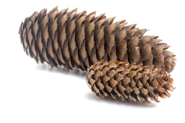 Beyaz izole bir arkaplanda ladin konisi,