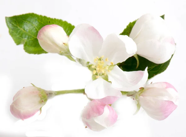 Apple Flower Spring Flower Apple Blossoms Bloomed Isolated White — Stock Photo, Image