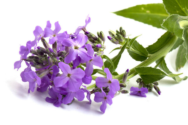 Macro photo blue periwinkle flower, blossoming flowers on isolated white background.