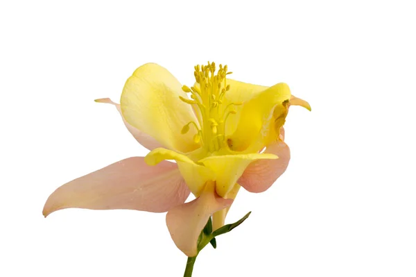 Gyönyörű Margaréta Virágot Elszigetelt Fekete Háttér — Stock Fotó