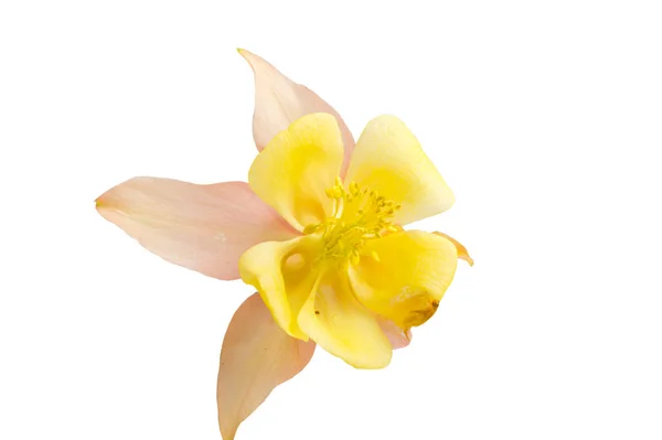 黒の背景に分離された美しいデイジーの花 — ストック写真