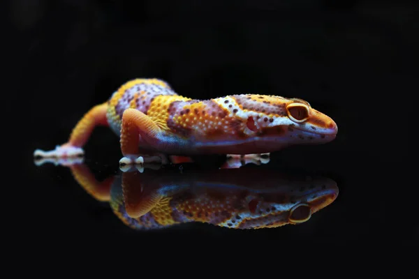 Orange Leopard Gecko Black Background Royalty Free Stock Photos