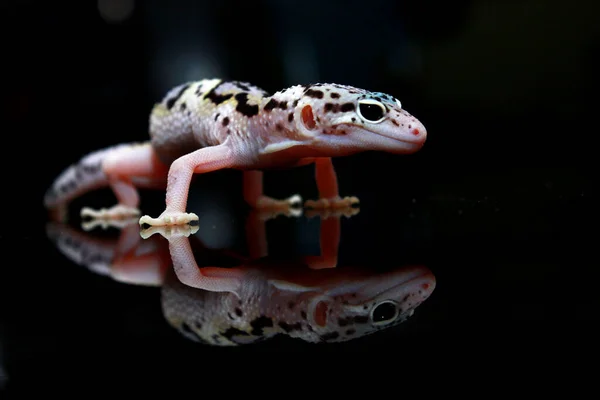 Cute Face White Leopard Gecko Black Background Royalty Free Stock Photos