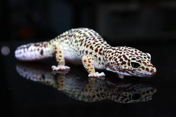 White Leopard Gecko Black Background Royalty Free Stock Images