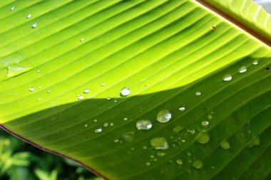 Sabah çiğ taneleriyle genç muz yaprakları