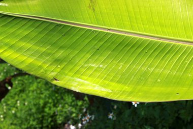 Gökyüzünde genç muz yaprakları