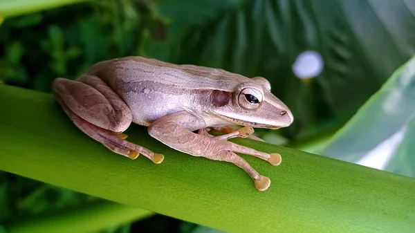 Asiatisk Trädgroda Gren — Stockfoto