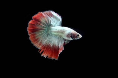 Güzel Kamboçyalı yarım ay kuyruğu betta