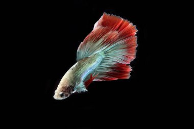 Güzel Kamboçyalı yarım ay kuyruğu betta