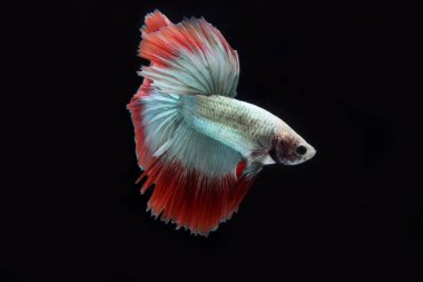 Güzel Kamboçyalı yarım ay kuyruğu betta