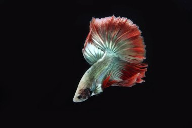 Güzel Kamboçyalı yarım ay kuyruğu betta