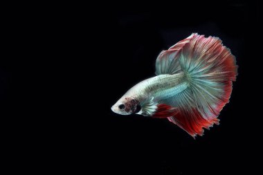 Güzel Kamboçyalı yarım ay kuyruğu betta