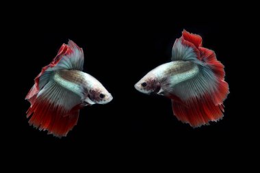 Güzel Kamboçyalı yarım ay kuyruğu betta