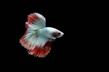 Güzel Kamboçyalı yarım ay kuyruğu betta