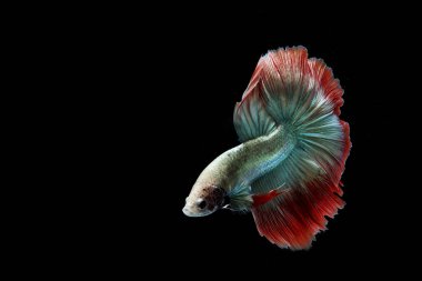 Güzel Kamboçyalı yarım ay kuyruğu betta