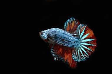 Ejder Nemo, siyah arkaplanda beta balığı