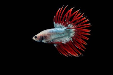 Kamboçya Taç Kuyruk Balığı, Siyah arka planda Dövüş Balığı