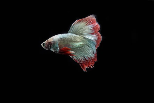 Beautiful Cambodian Halfmoon Tail Betta — Stock Photo, Image