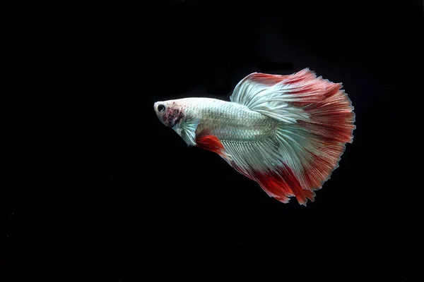 Beautiful Cambodian Halfmoon Tail Betta — Stock Photo, Image