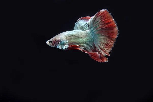 Beautiful Cambodian Halfmoon Tail Betta — Stock Photo, Image