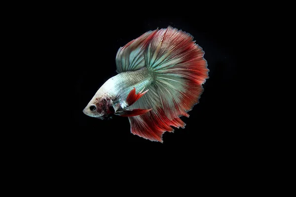 Beautiful Cambodian Halfmoon Tail Betta — Stock Photo, Image