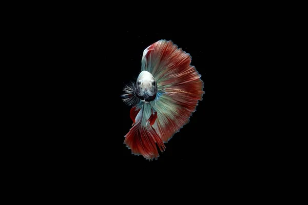 Beautiful Cambodian Halfmoon Tail Betta — Stock Photo, Image