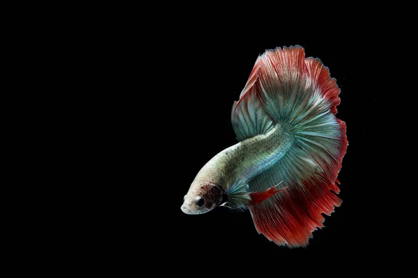 Beautiful Cambodian Halfmoon Tail Betta — Stock Photo, Image