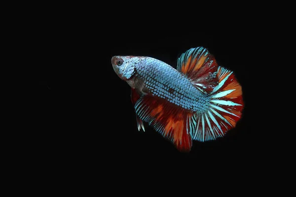 Dragon Nemo Betta Poisson Sur Fond Noir — Photo