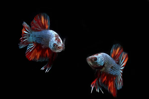 Dragão Nemo Betta Peixe Fundo Preto — Fotografia de Stock