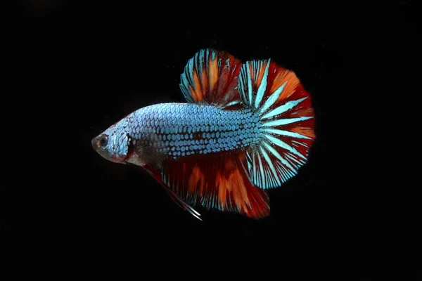 Dragão Nemo Betta Peixe Fundo Preto — Fotografia de Stock