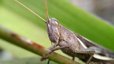 Cava Çekirgesi 'nin doğal arka plandaki yakın görüntüsü