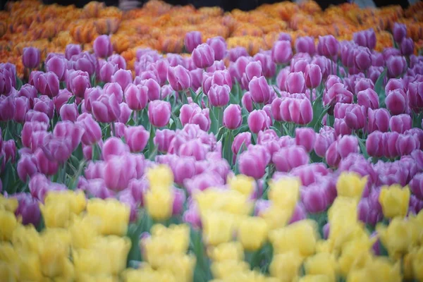 Soft Colorful Tulips Flower Garden — Stock Photo, Image