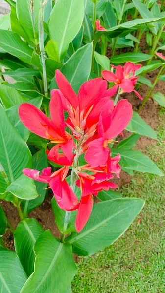 Beautiful Bright Red Flowers Grow Abundance Garden Area — Stock Photo, Image