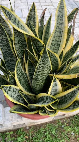 Sansevieria, Common names include mother-in-law`s tongue, devil`s tongue, jinn`s tongue, bow string hemp, snake plant and snake tongue.